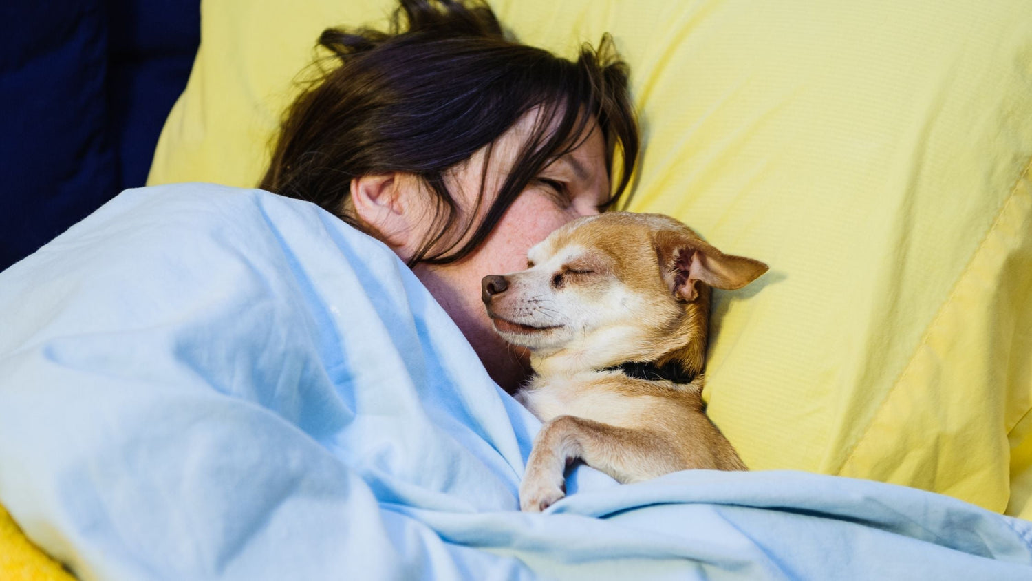 Warum wollen Hunde im Bett schlafen