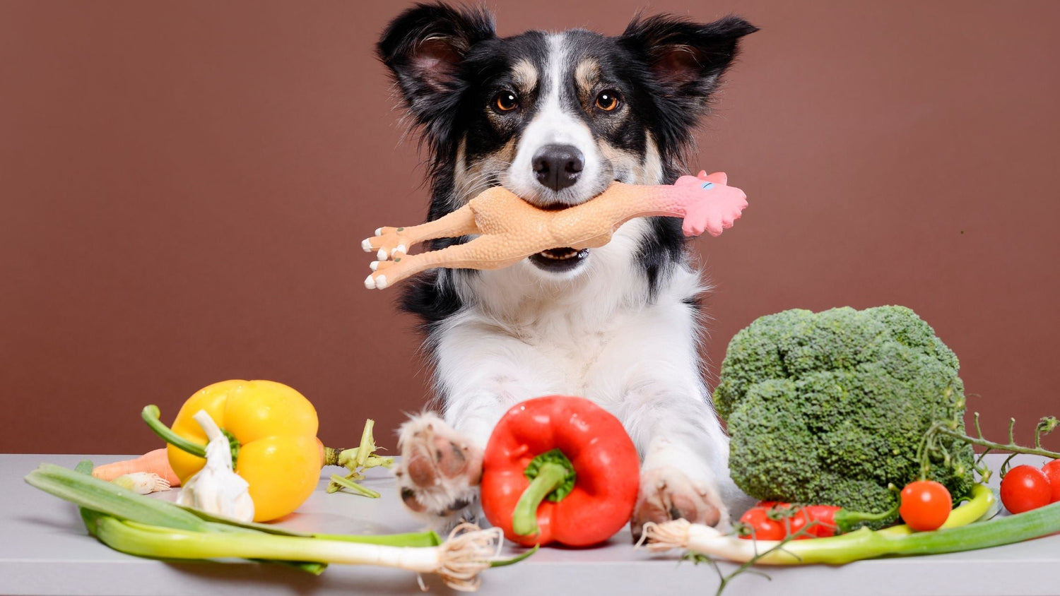 Welches Gemüse dürfen Hunde essen
