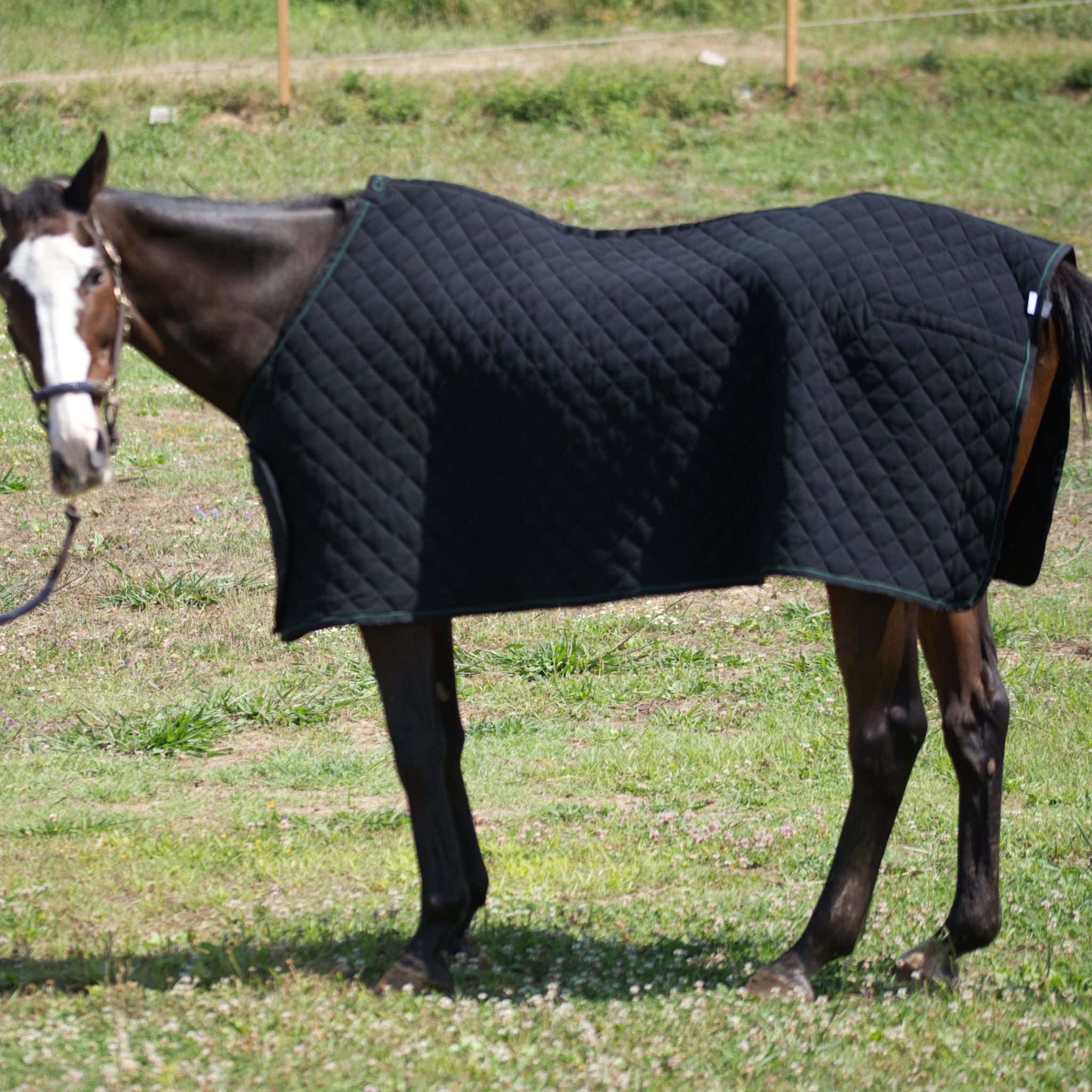pferdedecke