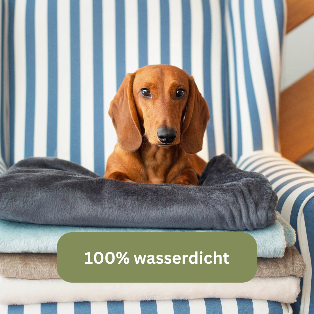 Bettenhaus Traumhund Traumhund Med Hundedecke Protect 2