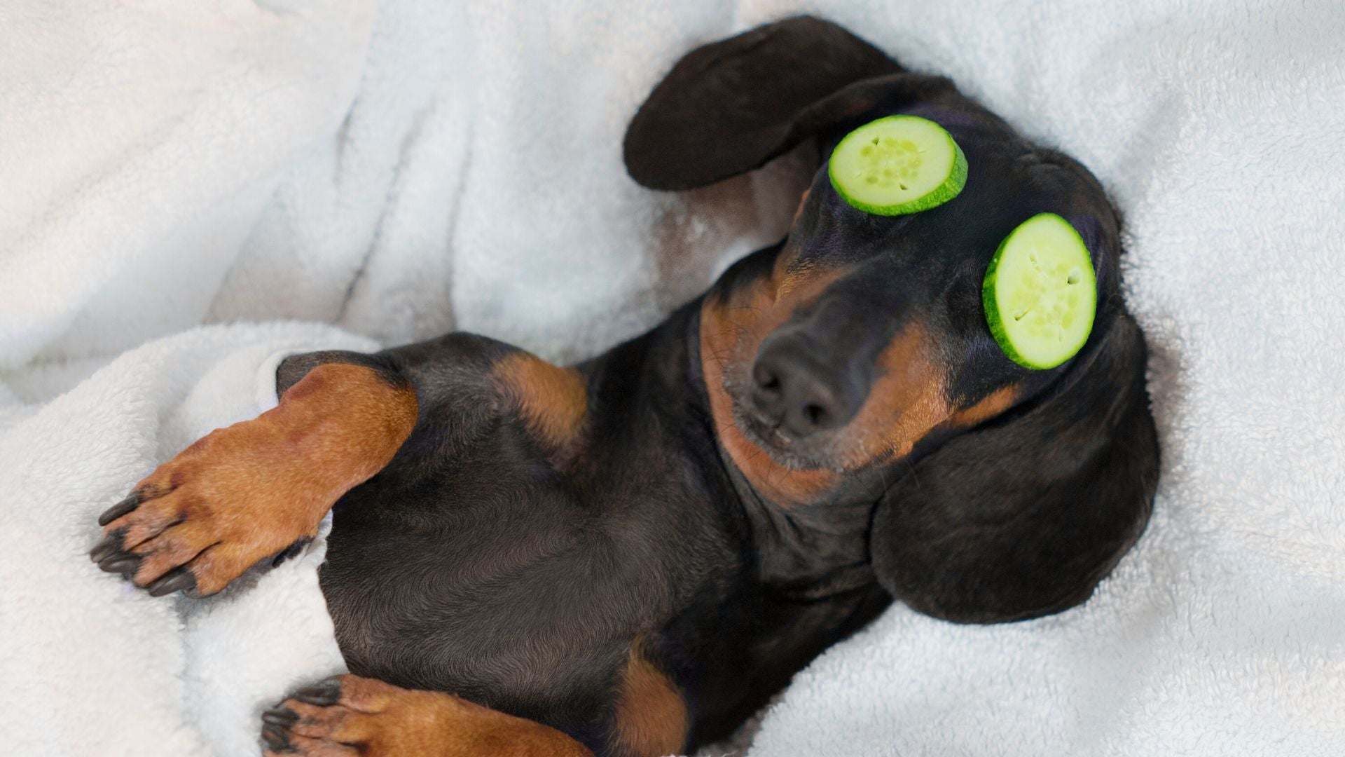Dein Guide zum perfekten Hundebett