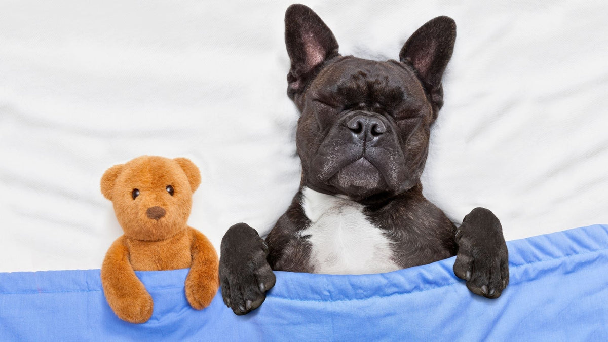 Stinkt dein Hundebett zum Himmel? Reinigungstipps von orthopädischen Hundebetten