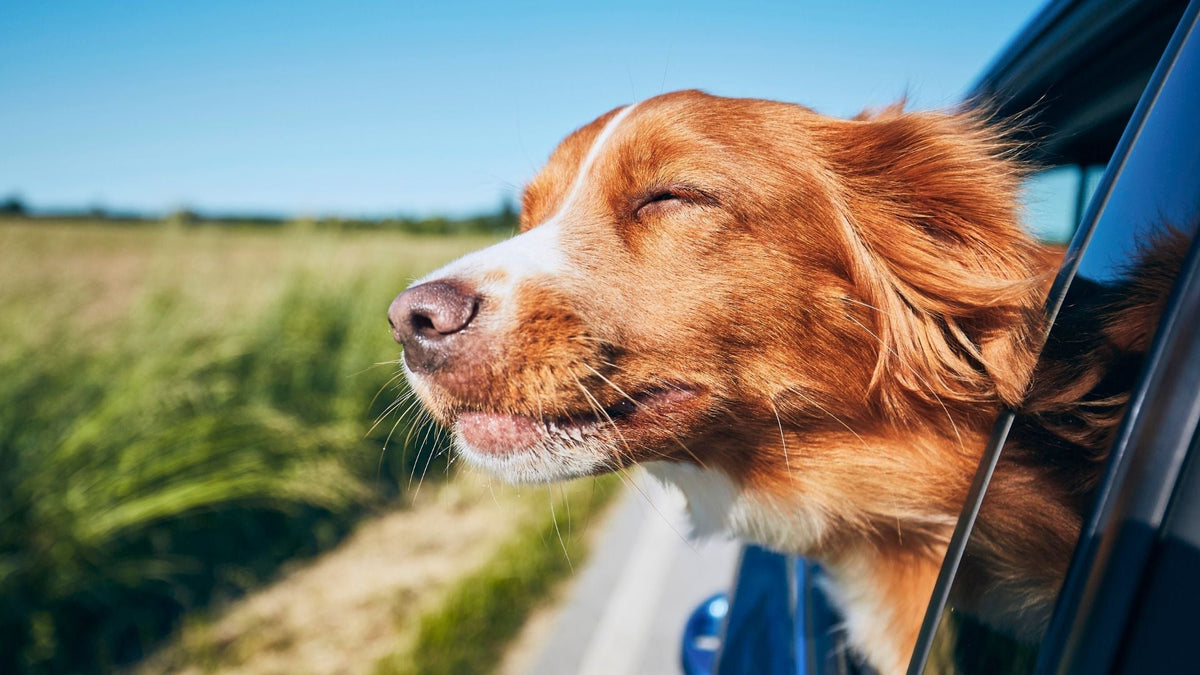 Hund schaut aus dem Autofenster 