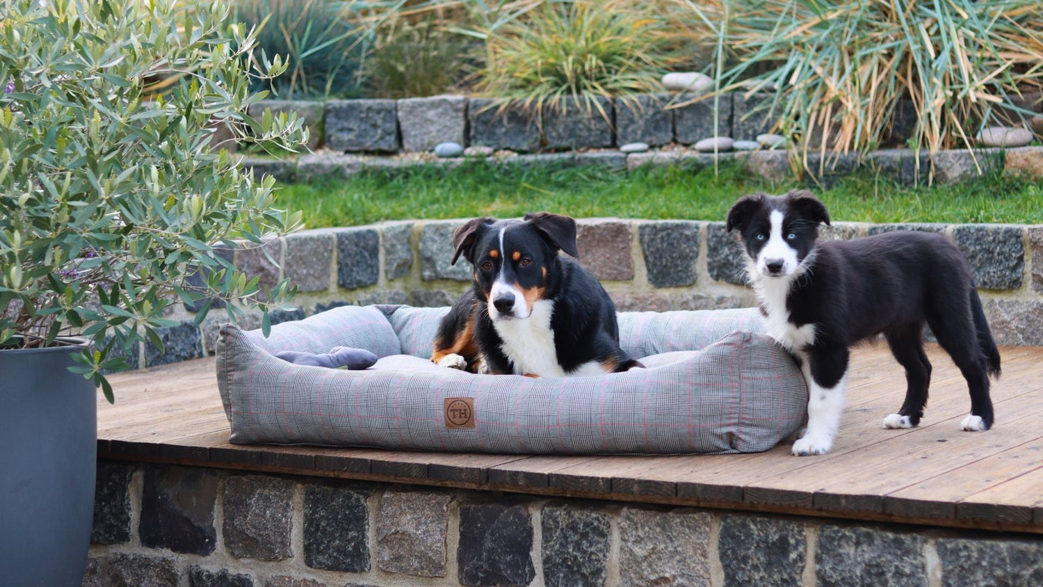 Warum ein orthopädisches Hundebett für deinen Hund unverzichtbar ist