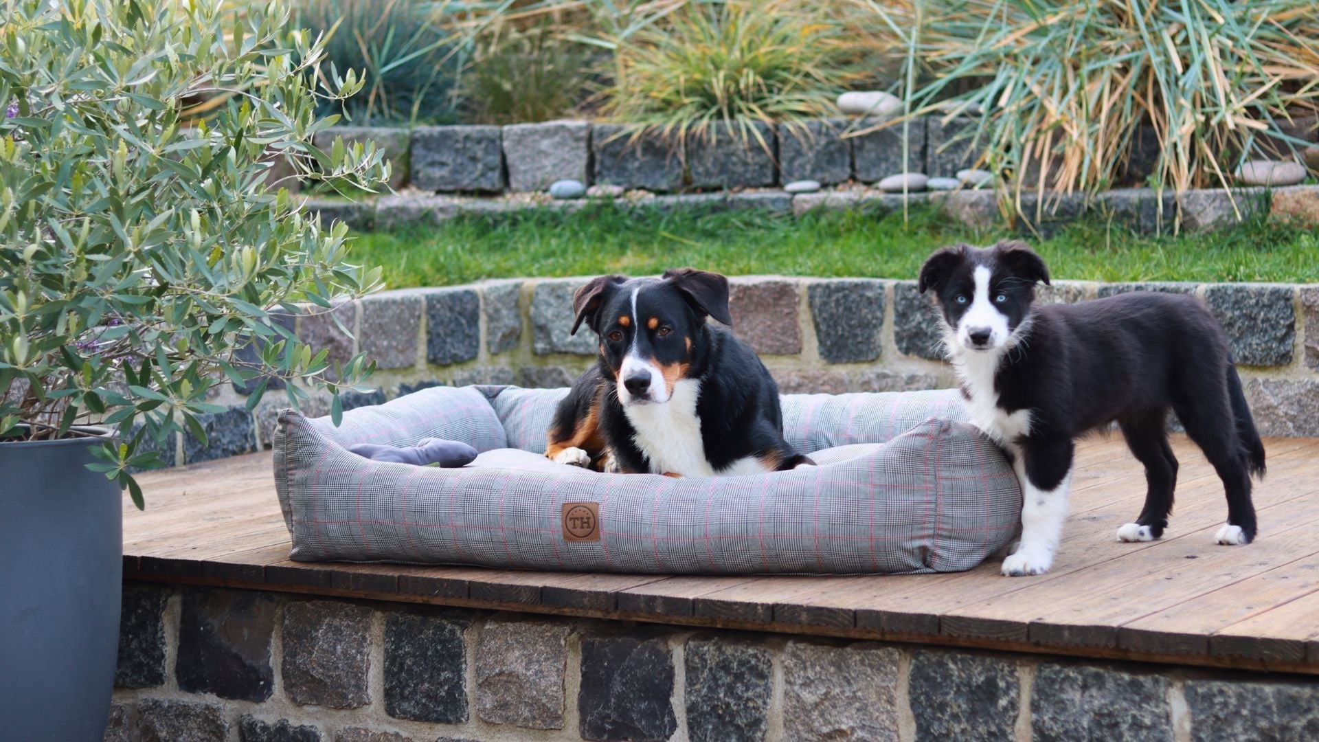 Warum ein orthopädisches Hundebett für deinen Hund unverzichtbar ist