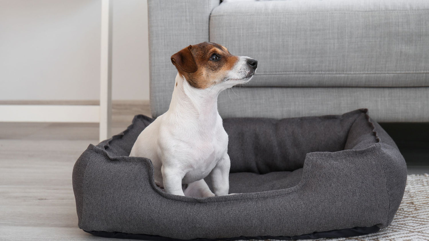 5 Anzeichen, dass dein Hund ein neues Bett braucht