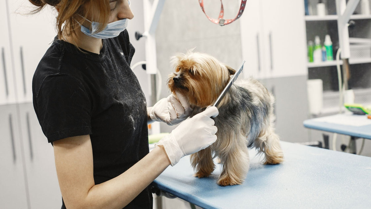 Arthrose beim Hund