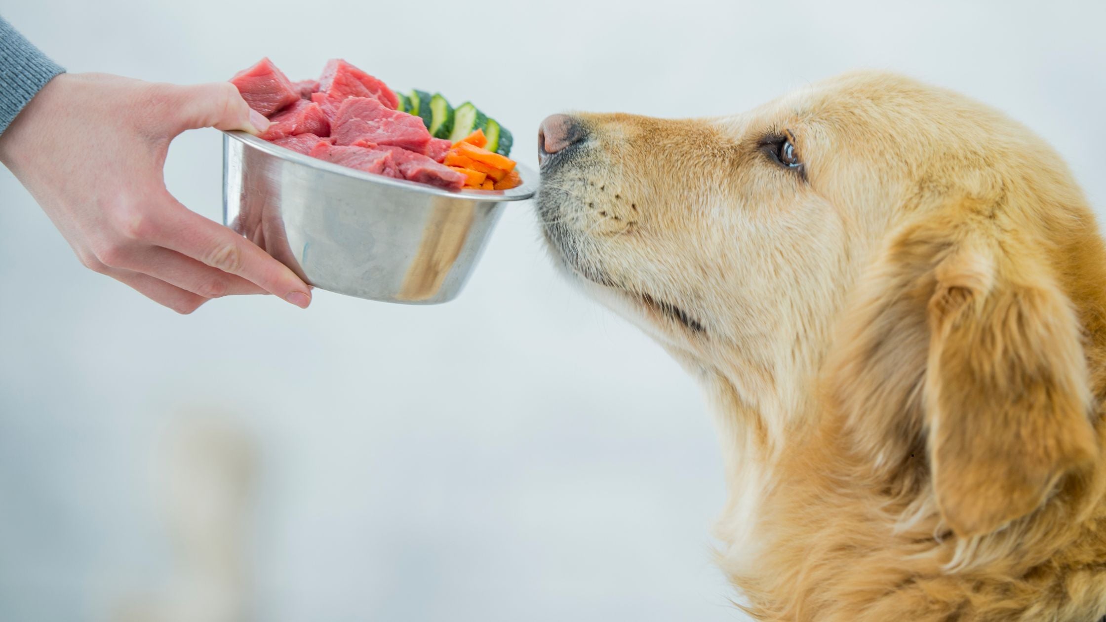 Diät für Hunde