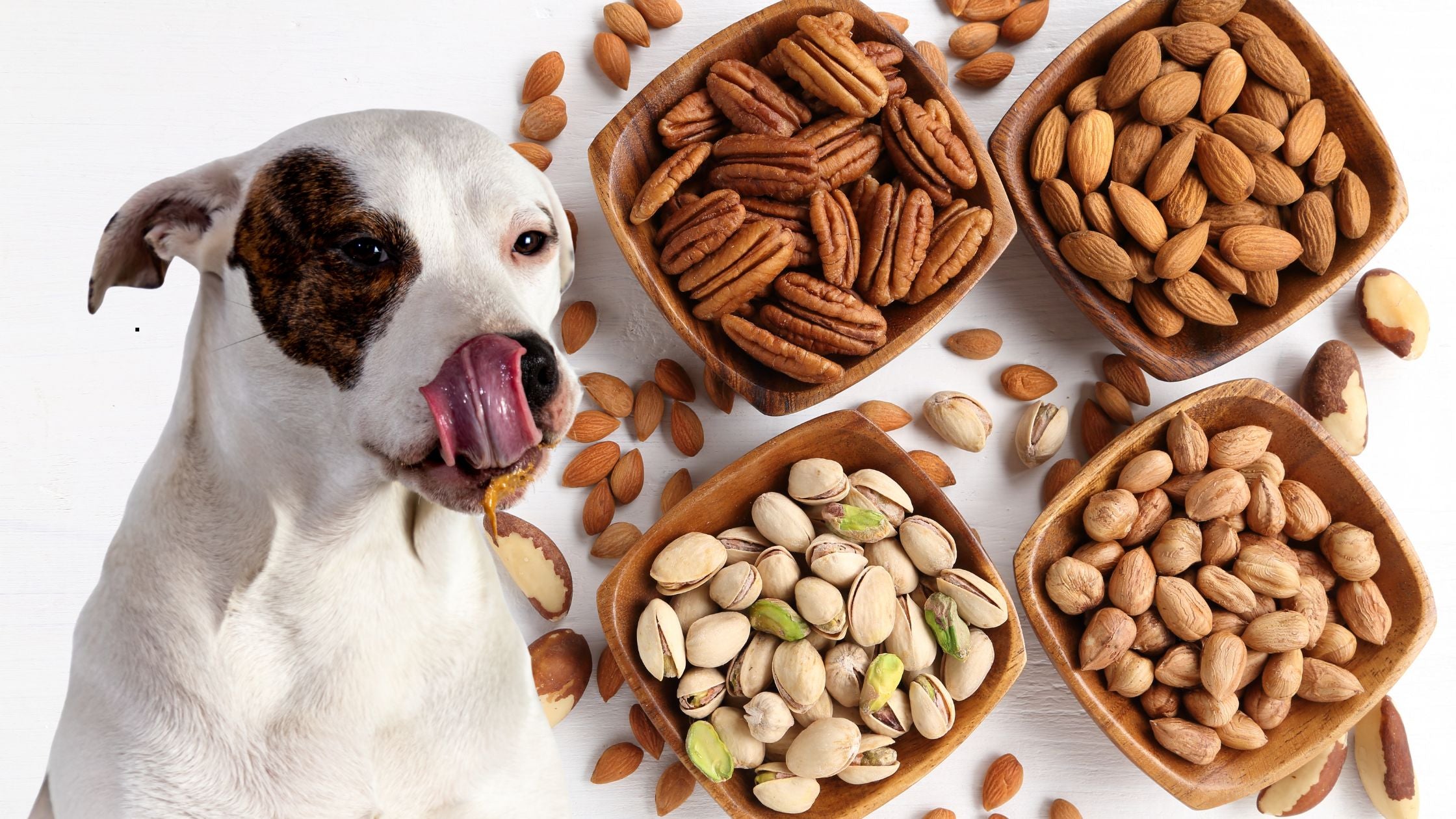 Dürfen Hunde Nüsse essen? – Was erlaubt ist und was gefährlich sein kann