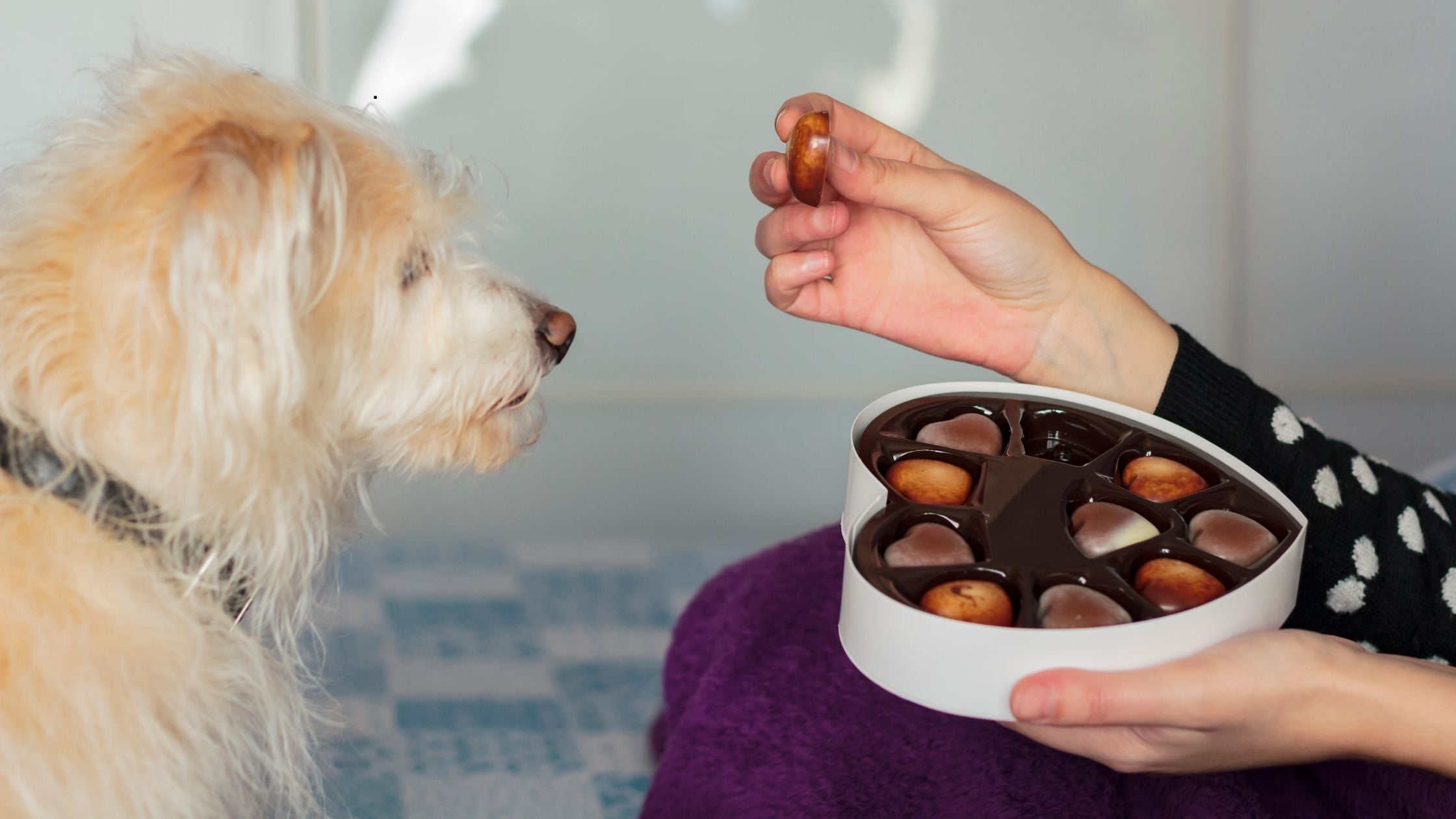 Dürfen Hunde Schokolade essen