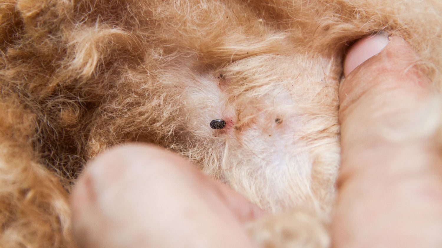 Flöhe bei Hunden – erkennen, behandeln und vorbeugen