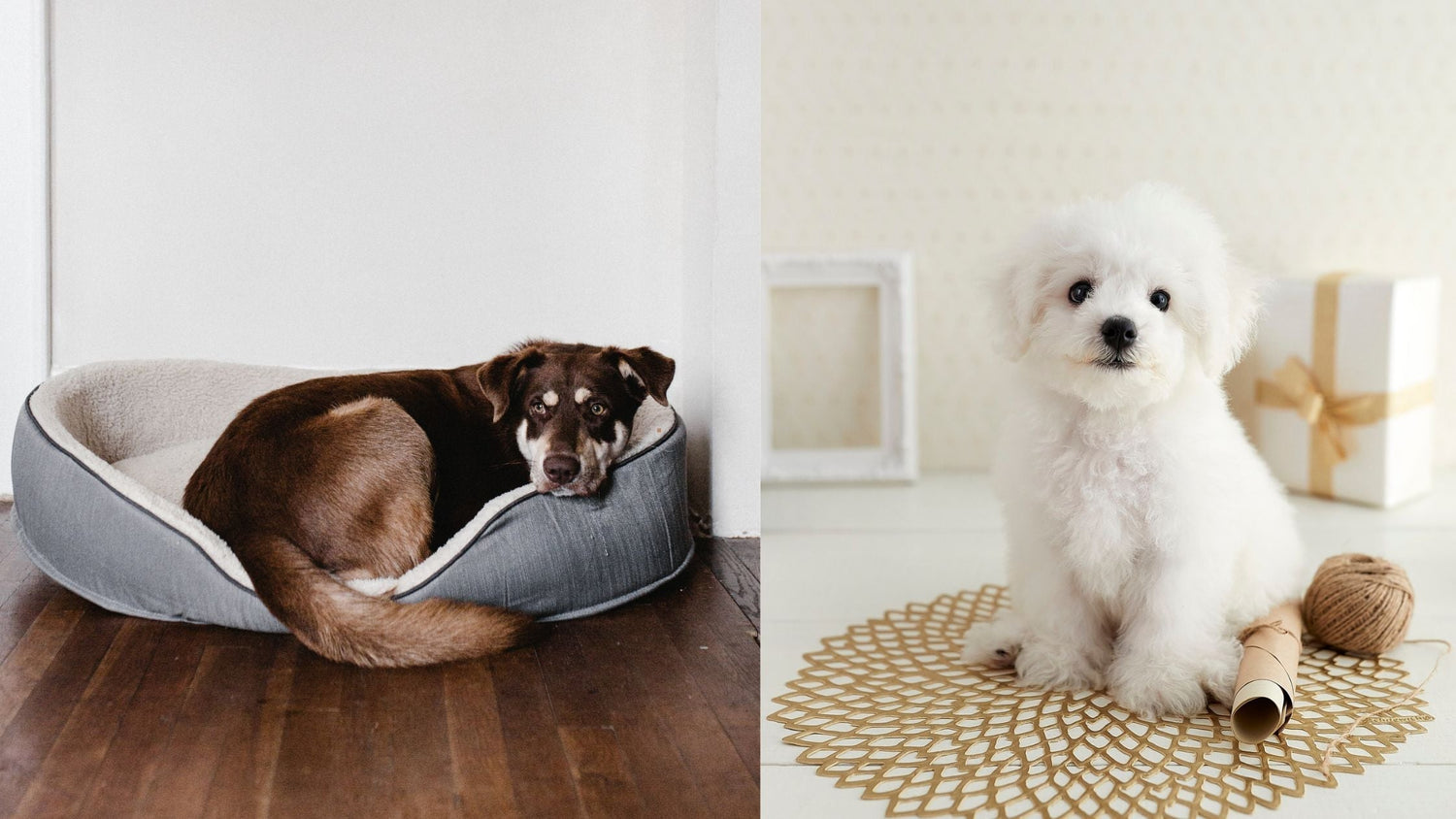 Hundebett vs. Hundematte