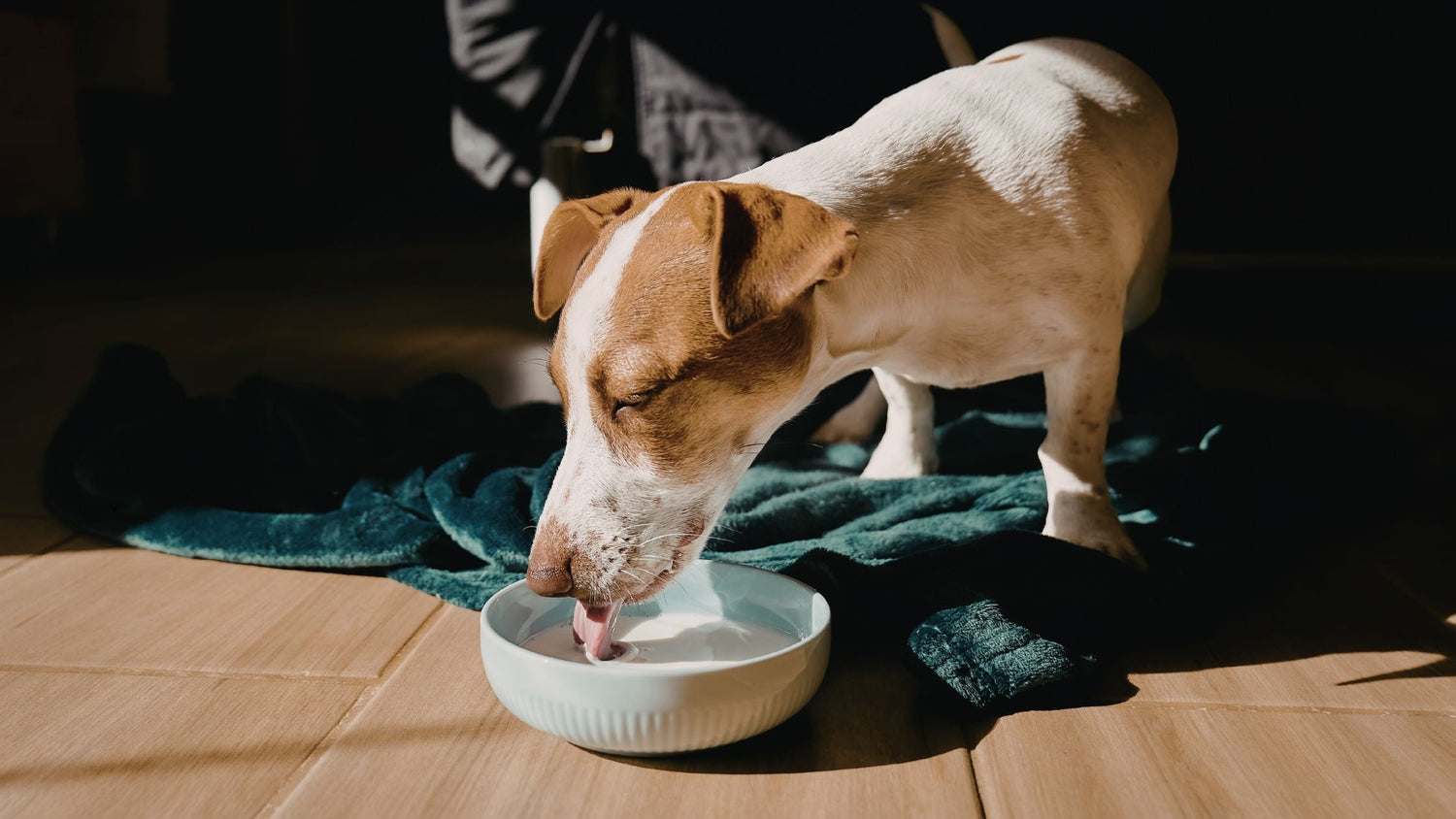 Ist Joghurt gut für Hunde? – Vorteile, Risiken und richtige Fütterung