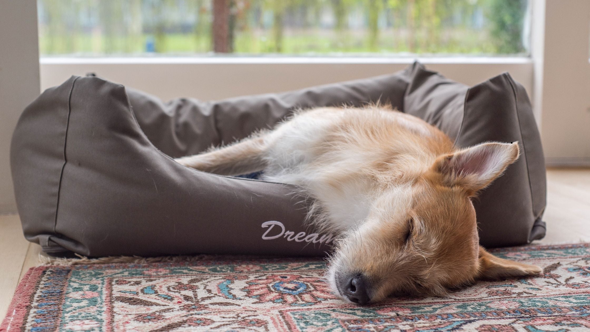 Schlechter Schlaf beim Hund