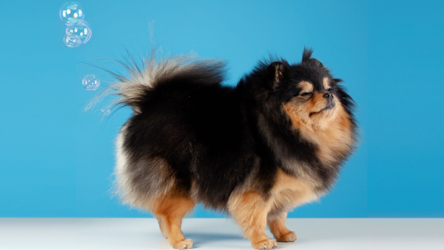 Verstopfung bei Hunden