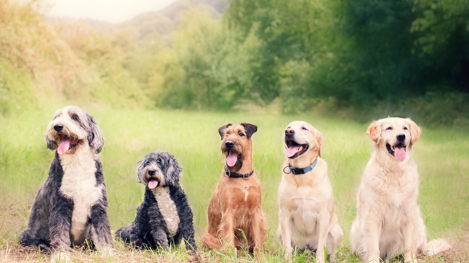 Wann sind Hunde ausgewachsen