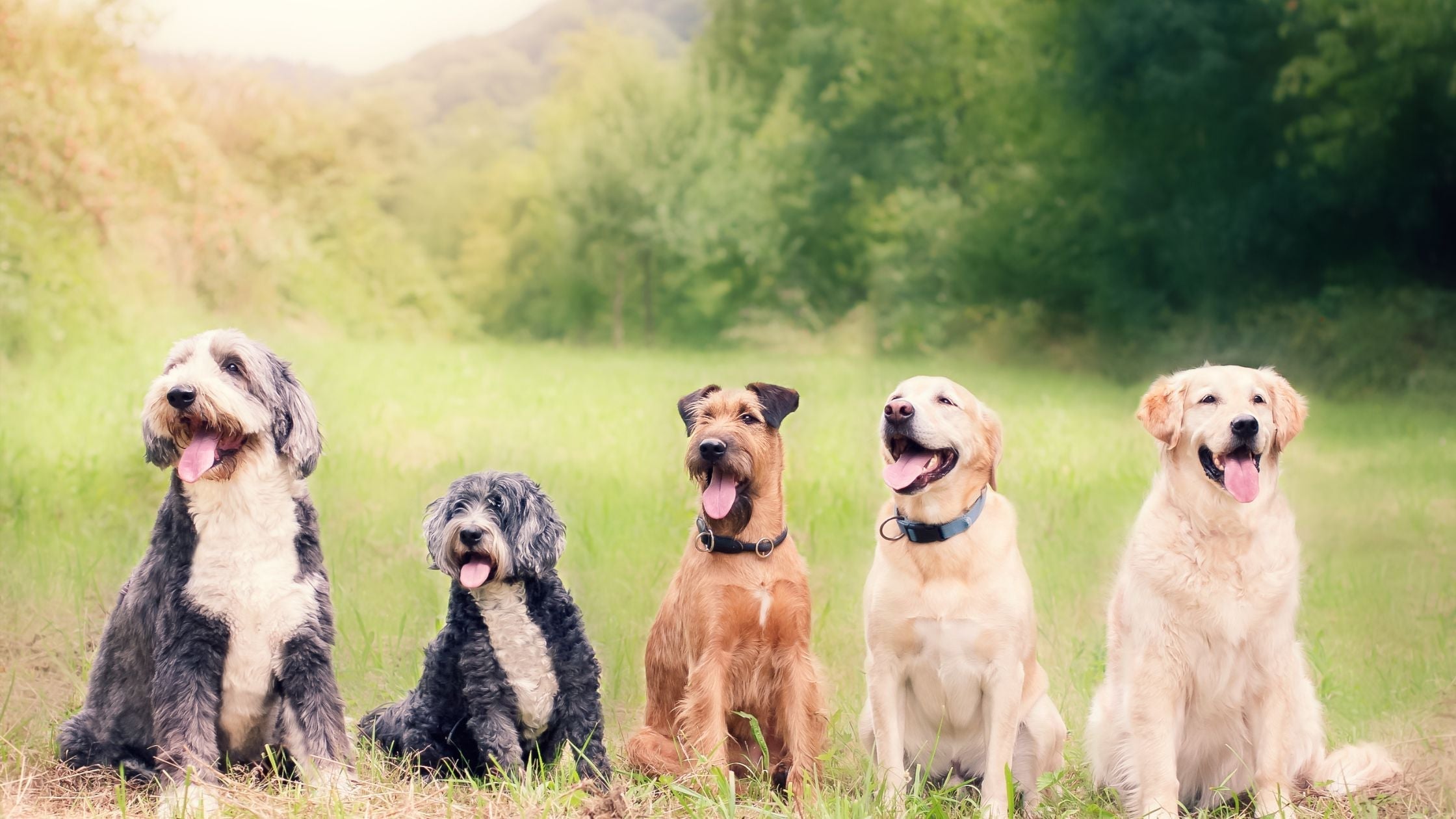 Wann sind Hunde ausgewachsen