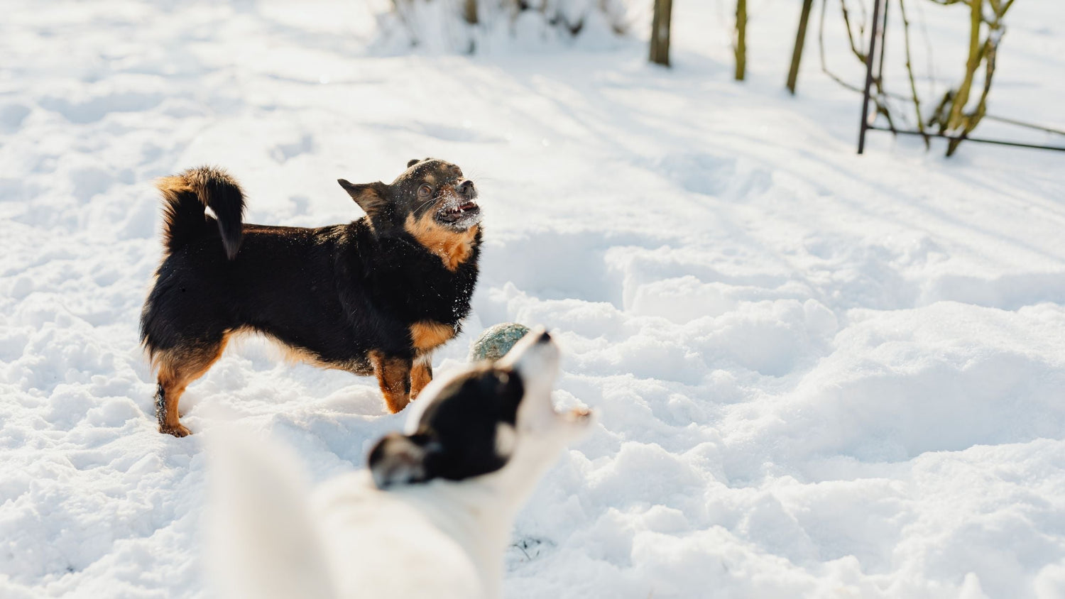 Warum bellen Hunde