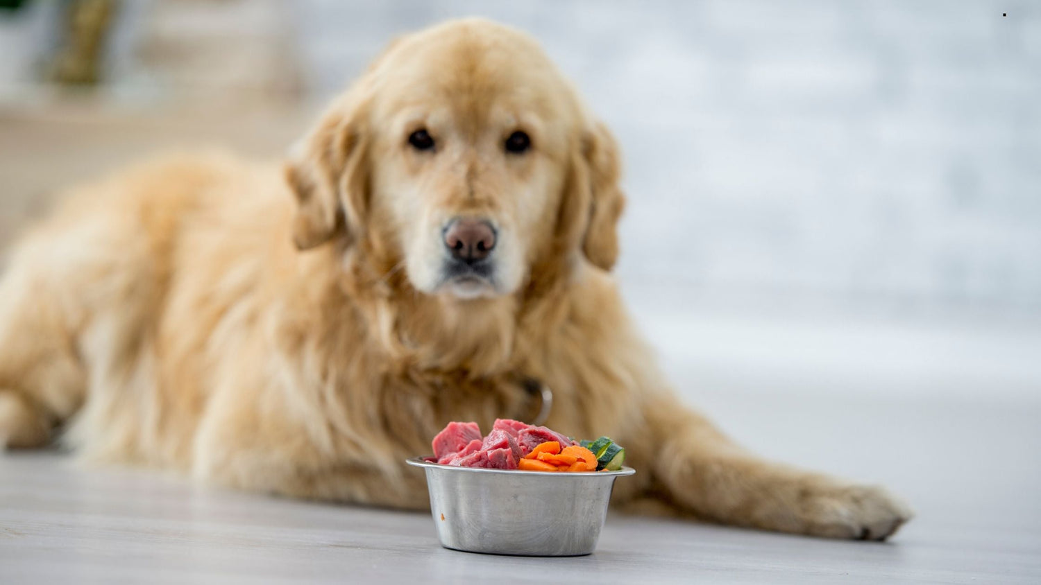 Warum dürfen Hunde kein Rindfleisch essen