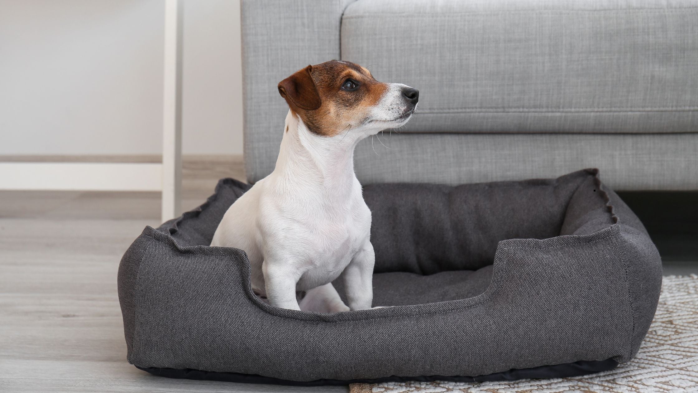Warum herkömmliche Hundebetten deinem Hund schaden können