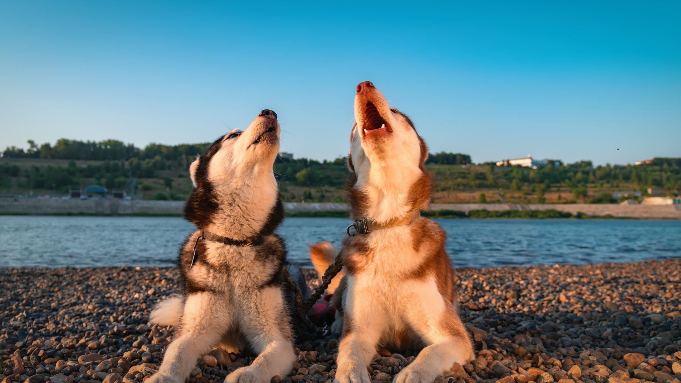 Warum heulen Hunde