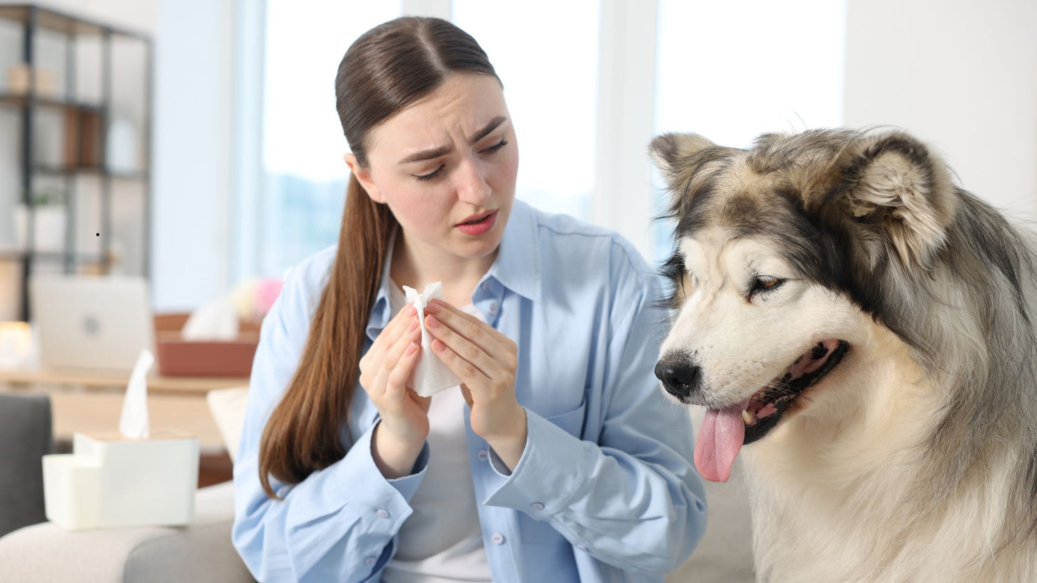 Warum niesen Hunde