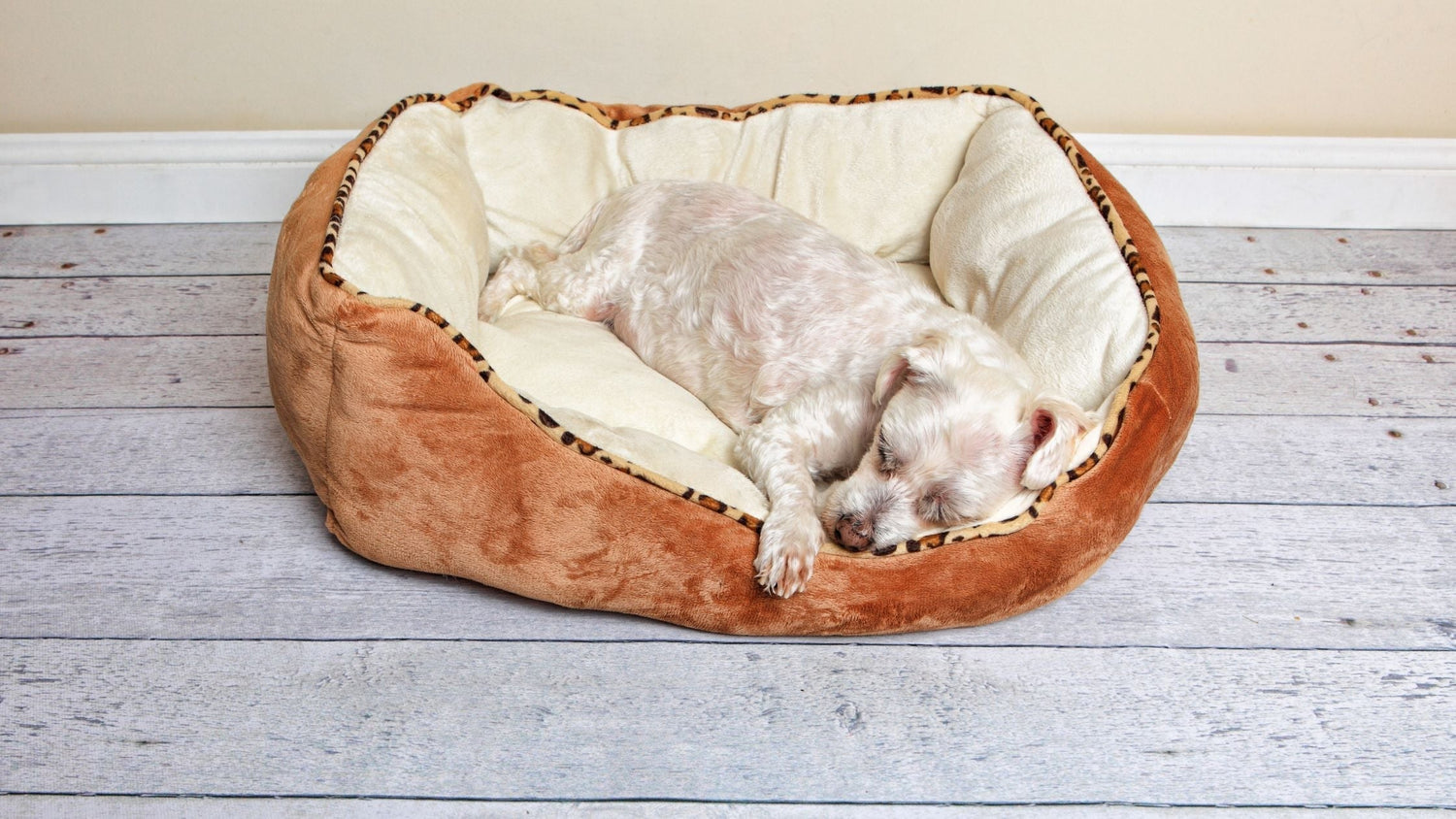 Warum schlafen Hunde so viel