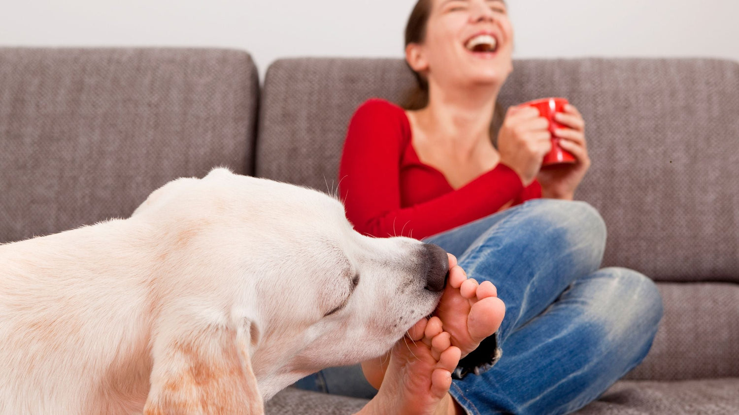Warum schlecken Hunde einen ab