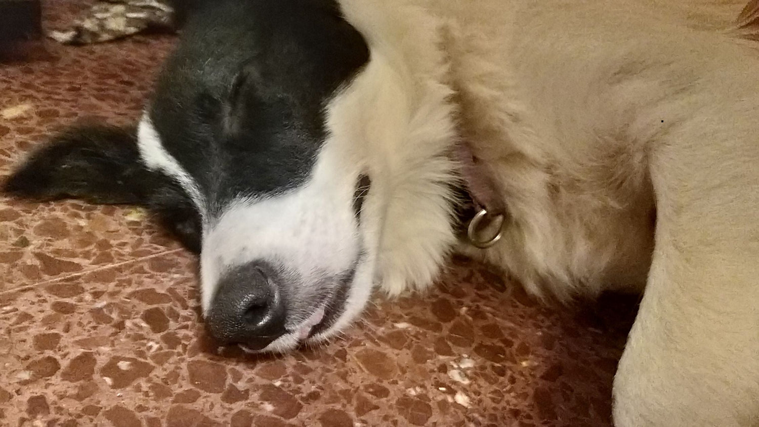 Warum schnarchen Hunde