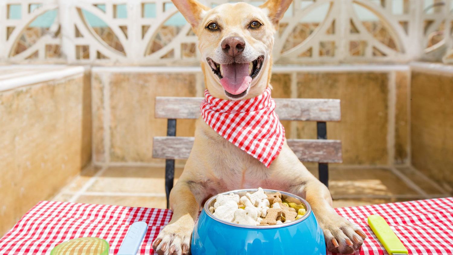 Was dürfen Hunde nicht essen