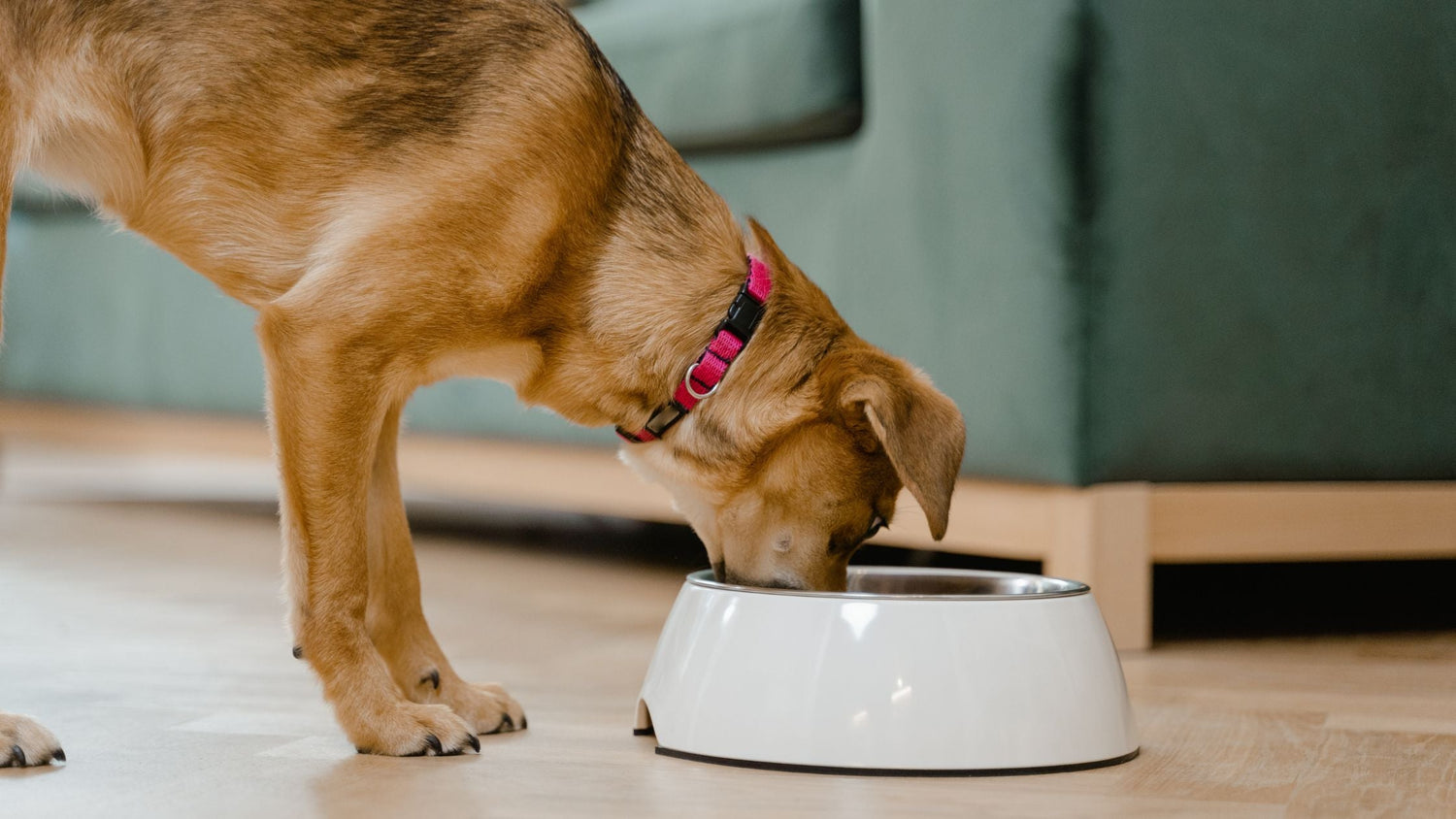 Was dürfen Hunde trinken