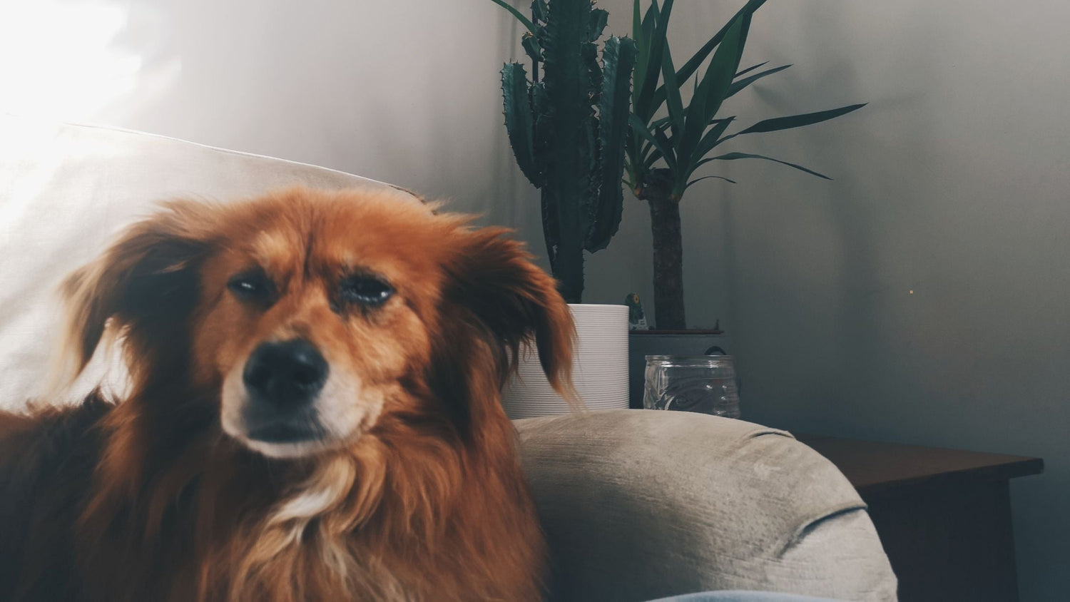 Was hassen Hunde am meisten
