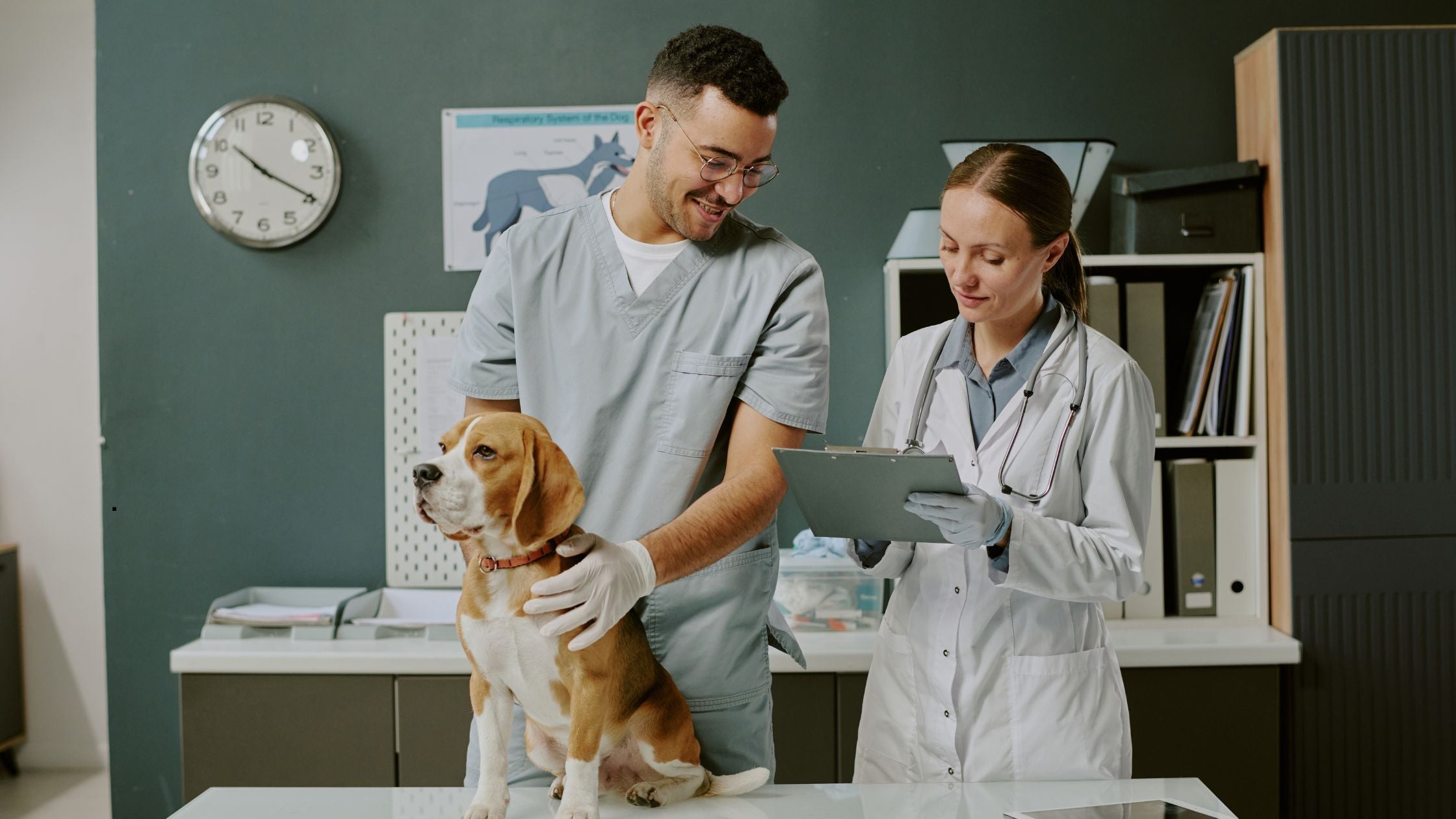 Was kostet eine Krankenversicherung für Hunde? – Preise, Leistungen und wichtige Faktoren