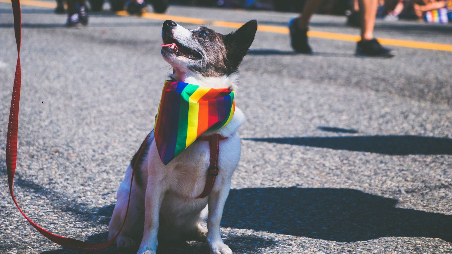 Welche Farben können Hunde nicht sehen? – So funktioniert die Farbwahrnehmung von Hunden