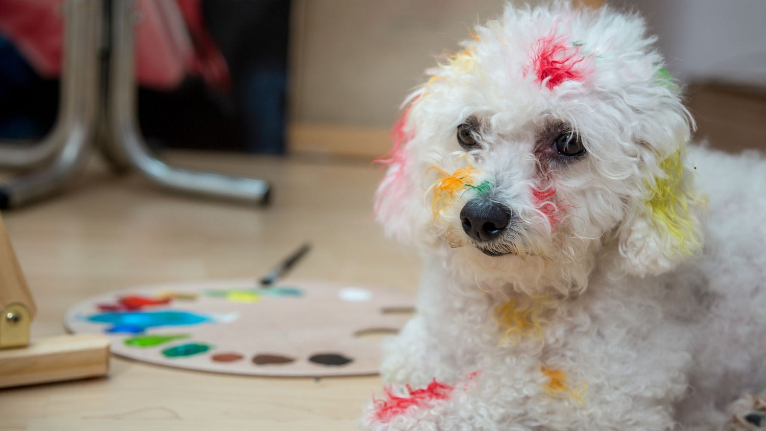 Welche Farben sehen Hunde