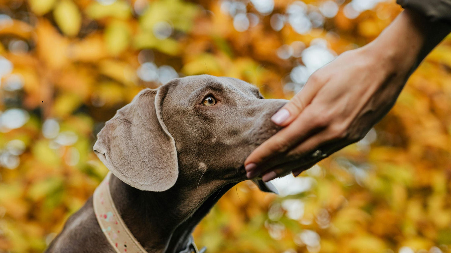Welchen Geruch mögen Hunde nicht? – Diese Düfte schrecken Hunde ab