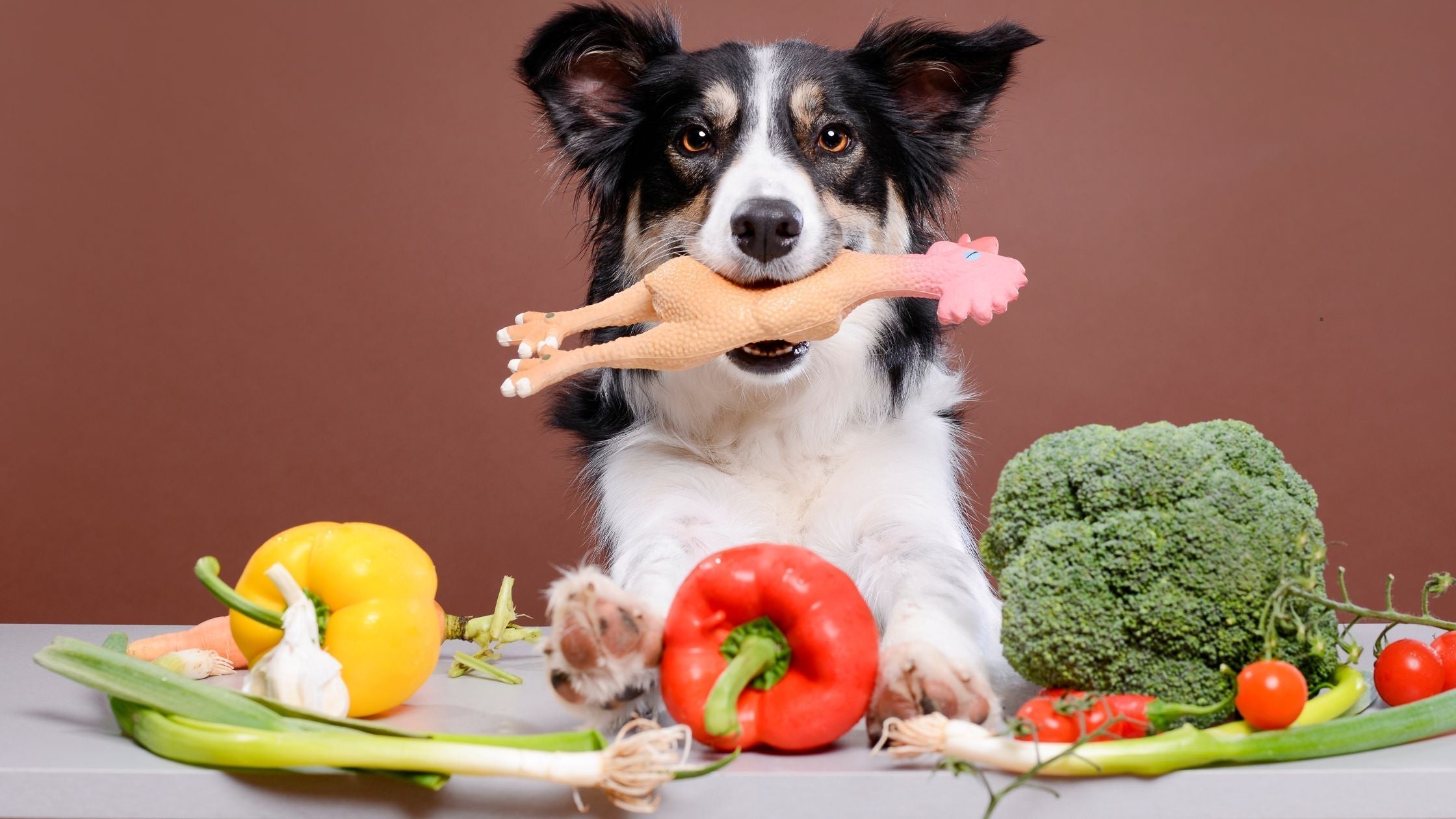 Welches Gemüse dürfen Hunde essen