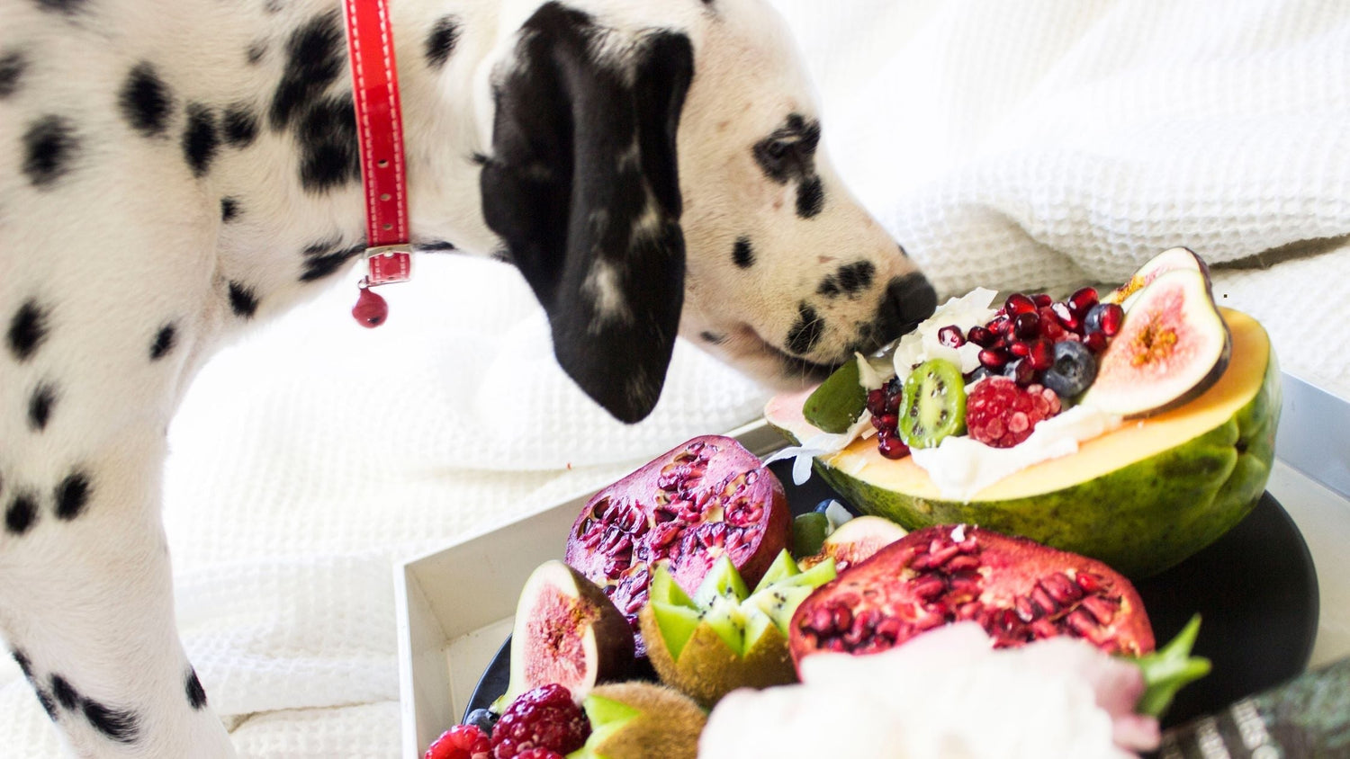 Welches Obst dürfen Hunde essen