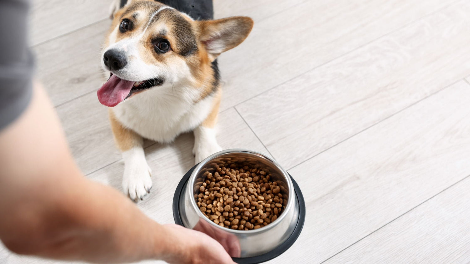 Welches Trockenfutter für Hunde