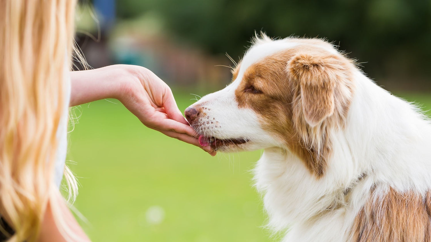 Wie alt werden Hunde