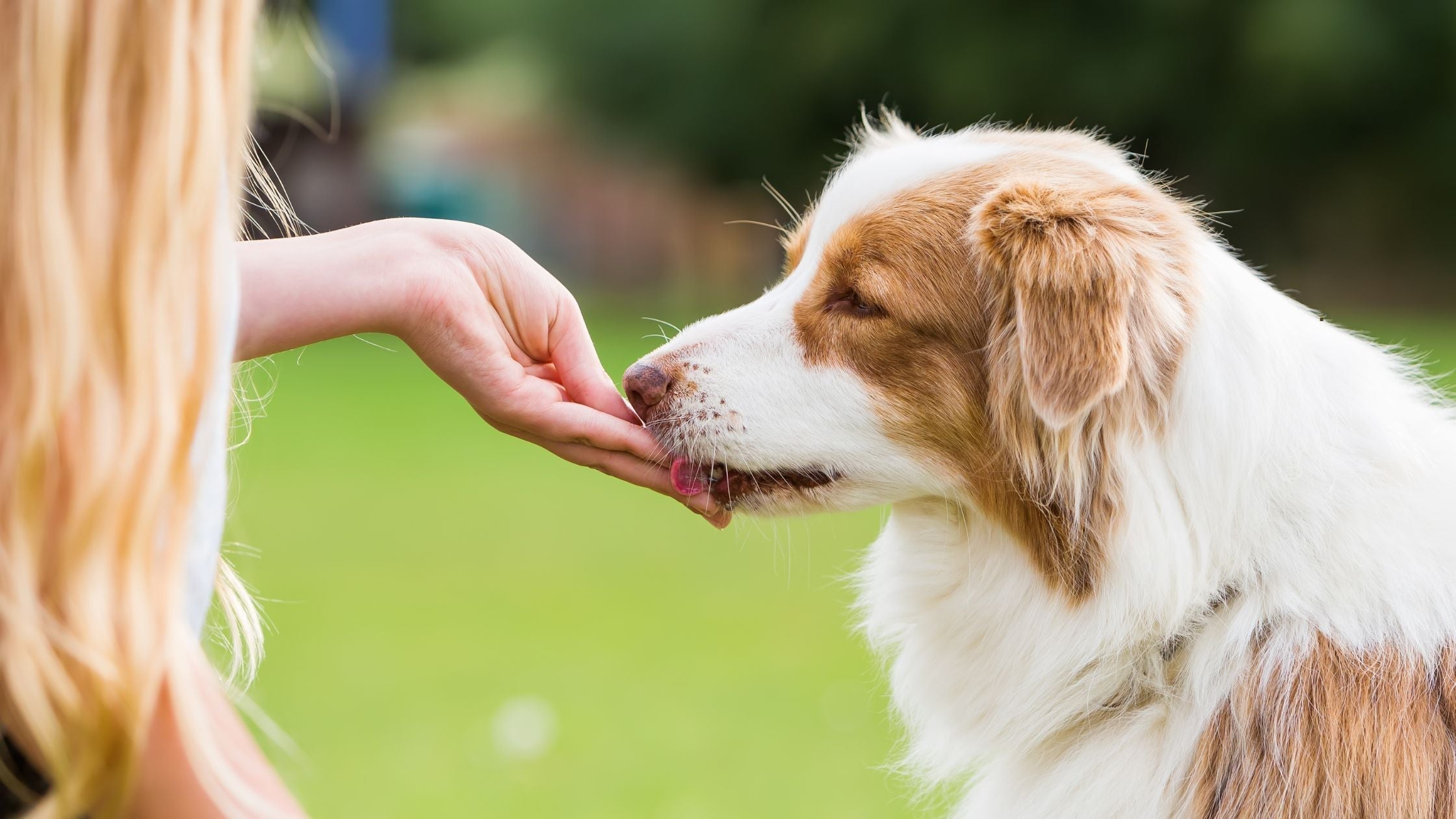 Wie alt werden Hunde