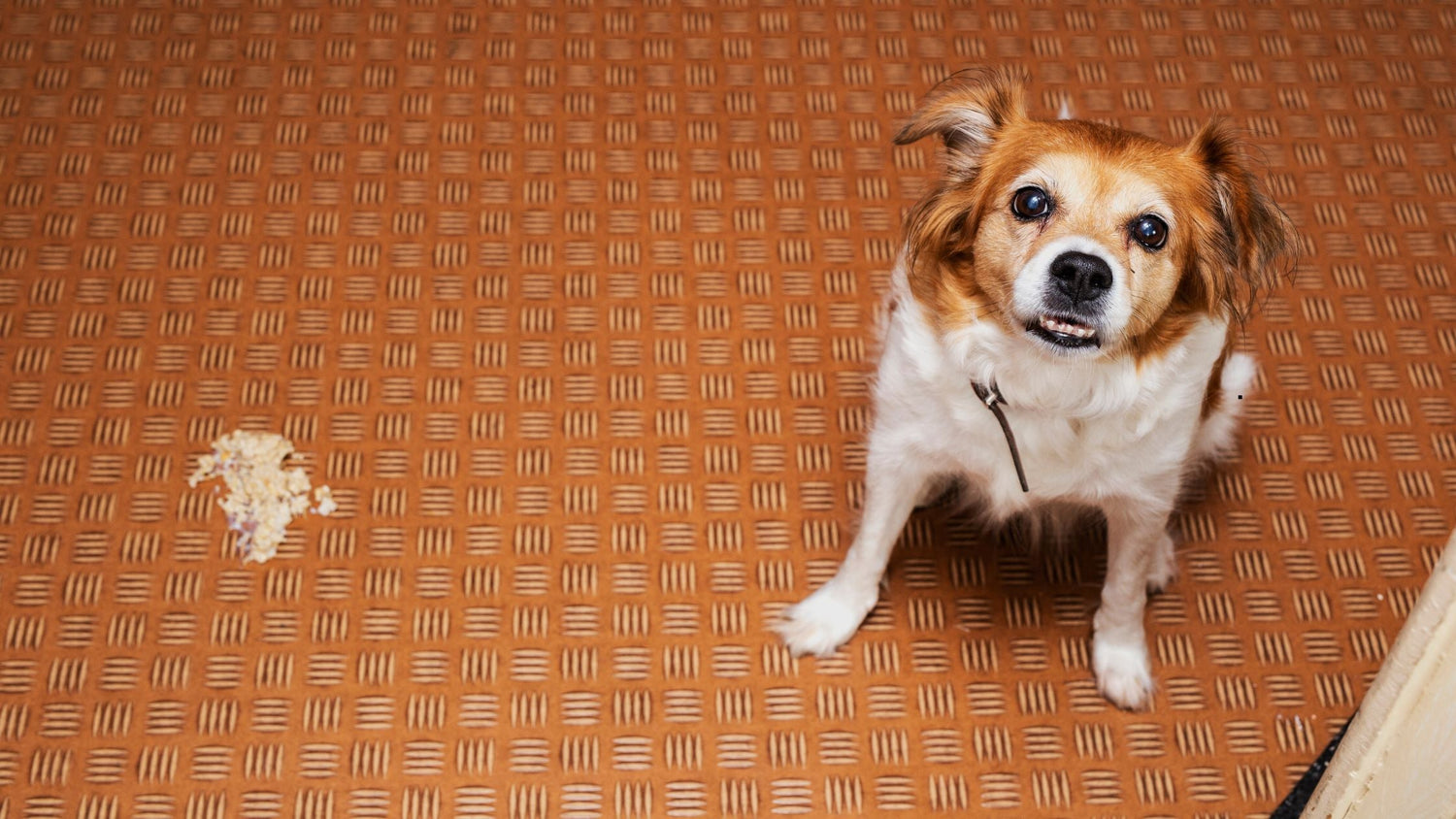 Wie bringe ich meinen Hund zum Kotzen? Was du im Notfall wissen solltest