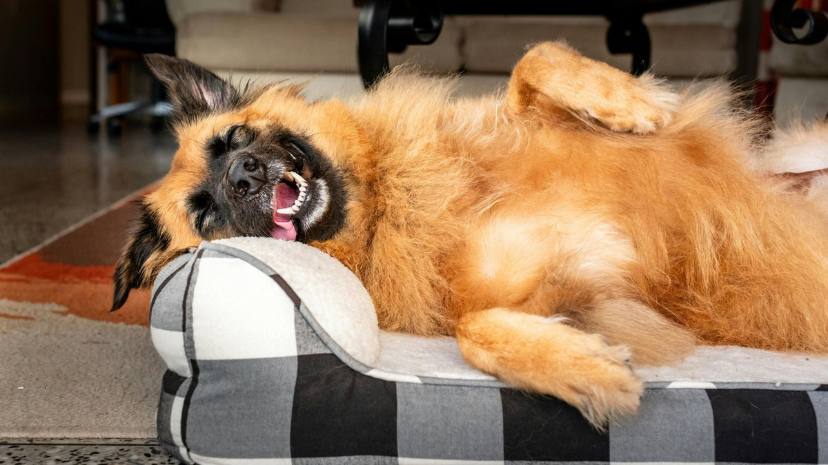 Wie erkenne ich, ob mein Hundebett durchgelegen ist