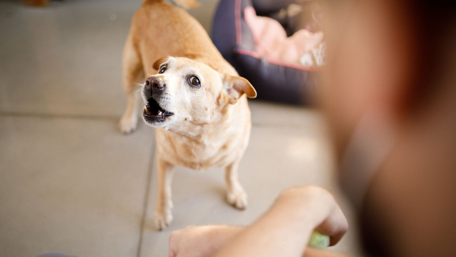 Wie gewöhne ich meinem Hund das Bellen ab