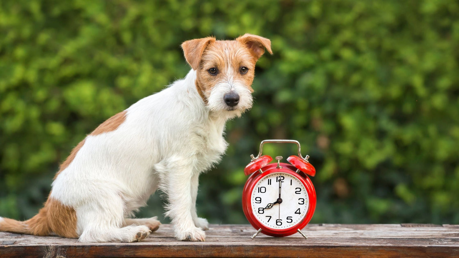 Wie lange leben Hunde?