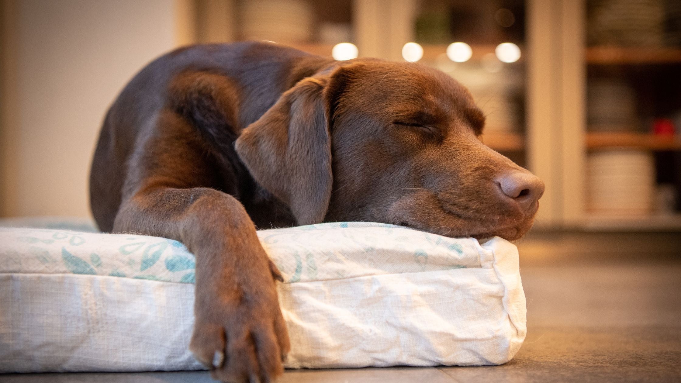 Wie lange schläft ein alter Hund