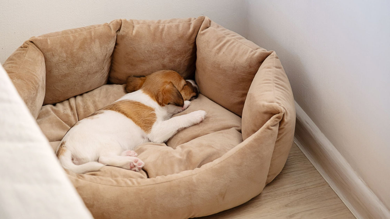 Wie schläft ein Hund entspannt