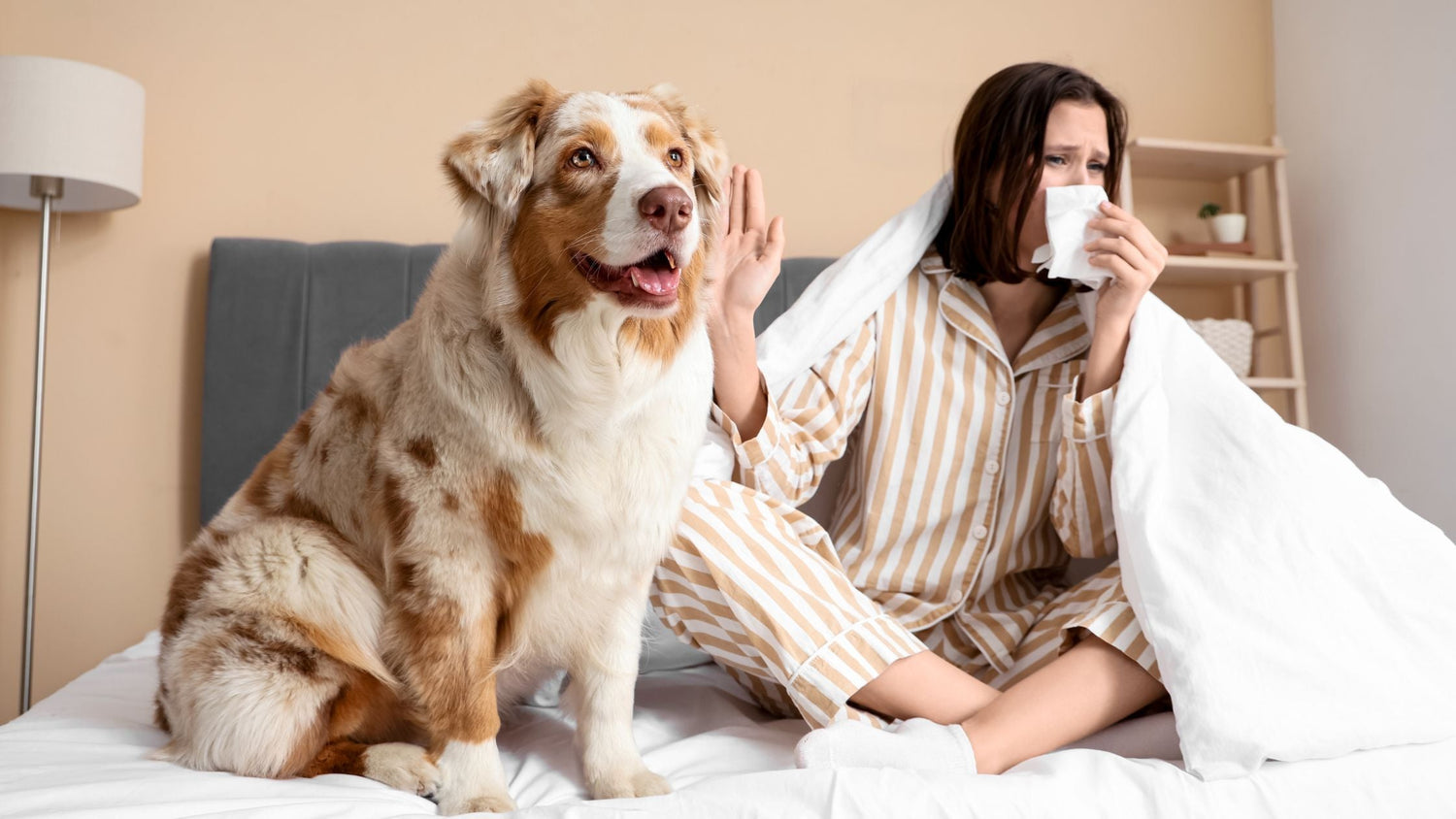 antiallergisches hundebett