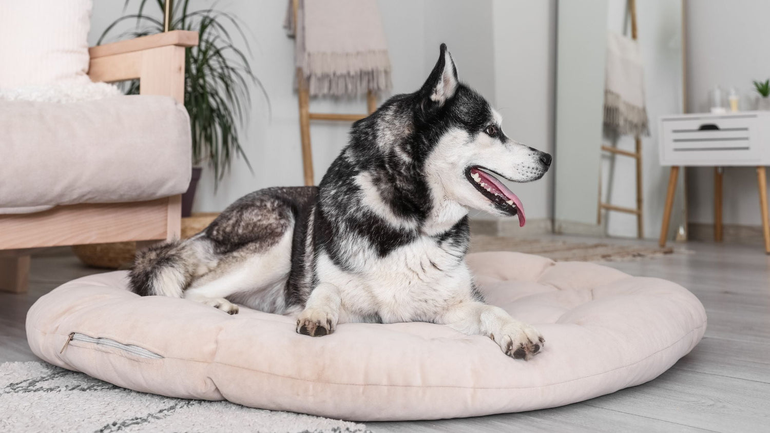 Was bringt ein orthopädisches Hundebett? Vorteile für Gesundheit und Schlaf deines Hundes