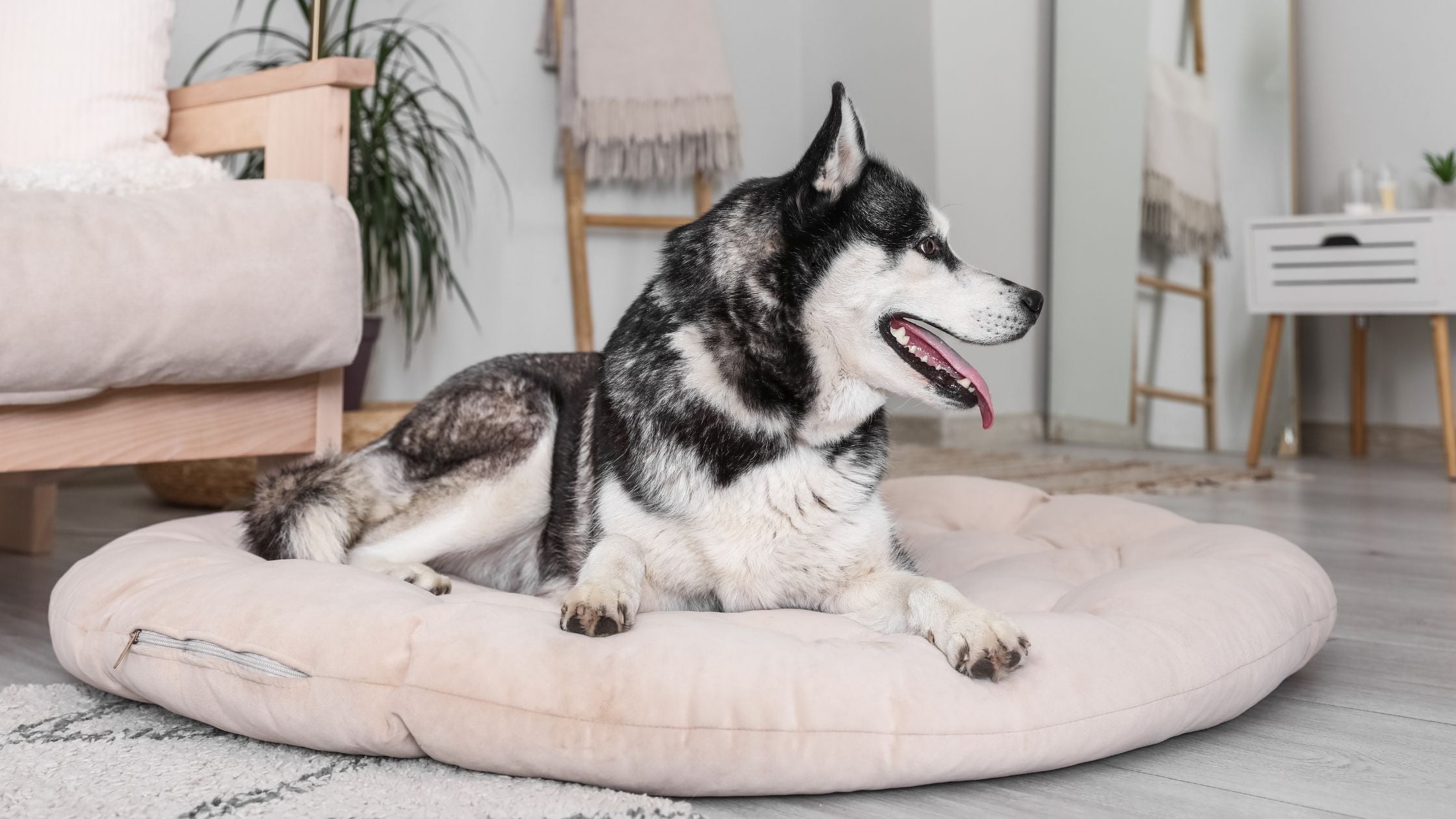 Was bringt ein orthopädisches Hundebett? Vorteile für Gesundheit und Schlaf deines Hundes